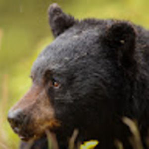 Meet your Posher, Toni